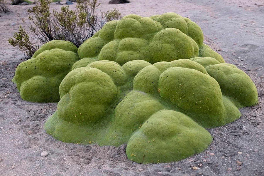 tours-pillones-yareta tours-pillones-yareta