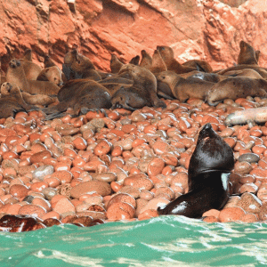 tours-islas-ballestas-lobos-marinos