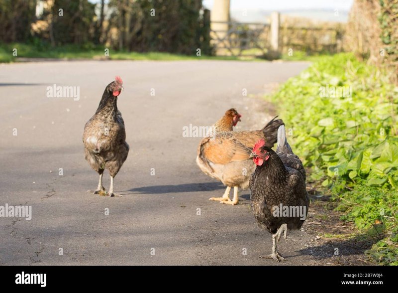 Ontdek de Geheimen van Chicken Road Casino in Nederland in Netherlands