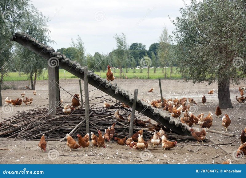 Chicken road spel, chicken road online