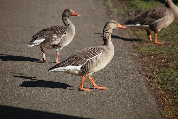 Learn about chicken road spel